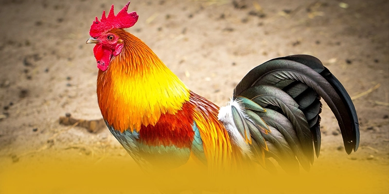 FC88 – Cổng trò chơi phổ biến nhất, được cộng đồng đánh giá tích cực.