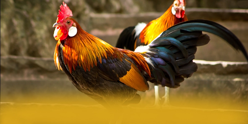 BL555 - Tổng quan về hệ thống theo đánh giá từ người dùng.