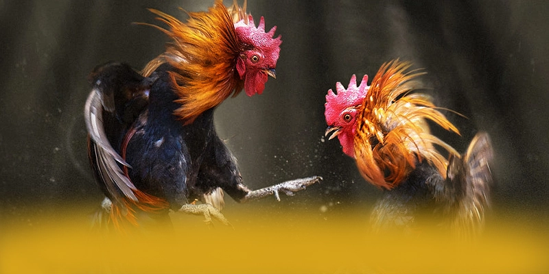 KKWIN - Lời khẳng định với đầy đủ ưu điểm nổi bật. KKWIN - Lời khẳng định với đầy đủ ưu điểm nổi bật.