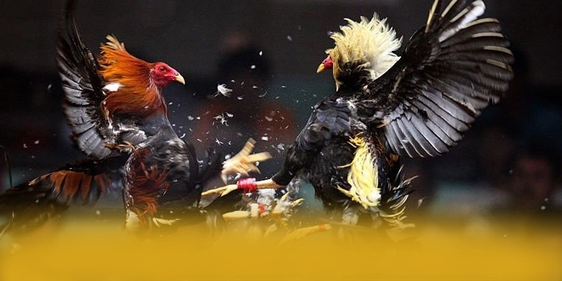 B52 - Cổng cá cược được đánh giá cao về độ tin cậy tại Việt Nam – Khám phá sự an toàn và minh bạch tại B52