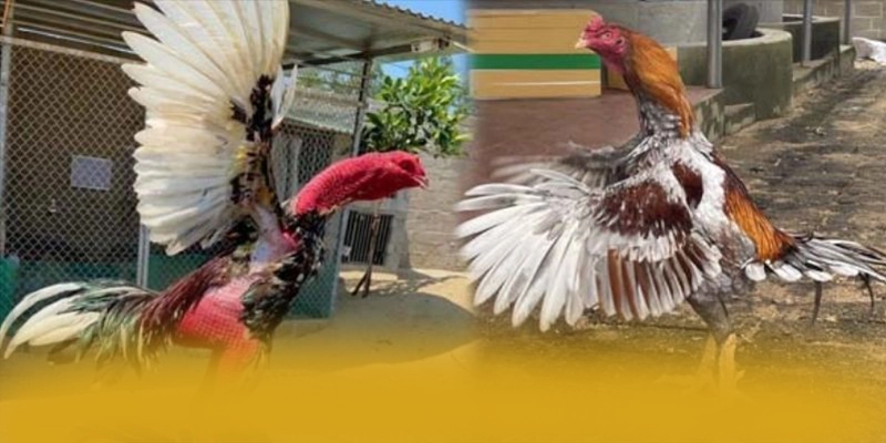 RR99 - Sân chơi được đánh giá cao về độ tin cậy hiện nay – Khám phá ngay RR99