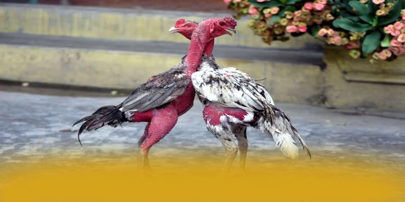 B52 - Tổng hợp đánh giá với góc nhìn khách quan.