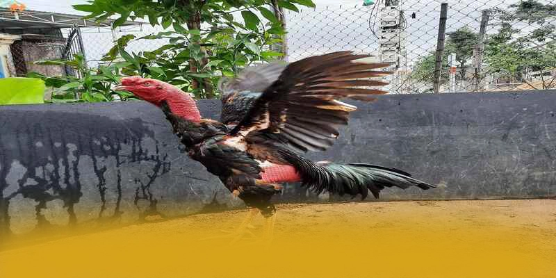 RR99 – Cổng giải trí có thưởng lớn, được cộng đồng đánh giá tích cực.