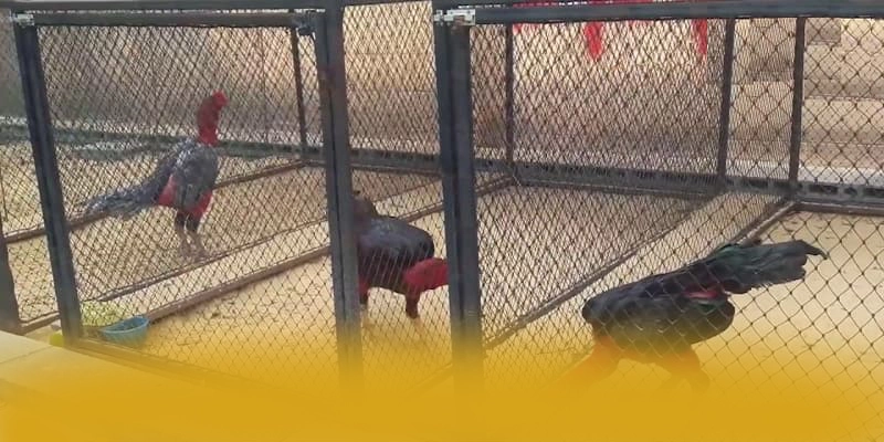 BL555 - Ứng dụng giải trí có danh mục game hấp dẫn 2025 – Khám phá ngay các trò chơi tại BL555